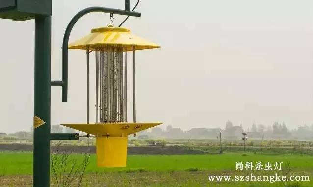 太陽能殺蟲燈哪家好？尚科殺蟲燈農(nóng)田實(shí)拍