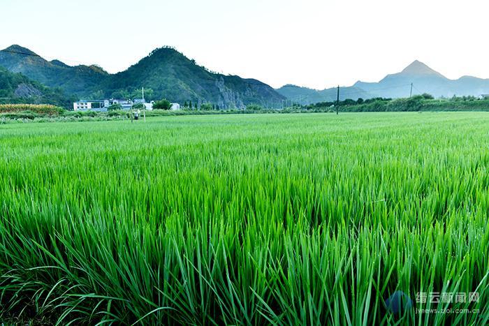 浙江縉云東渡鎮家庭水稻農場