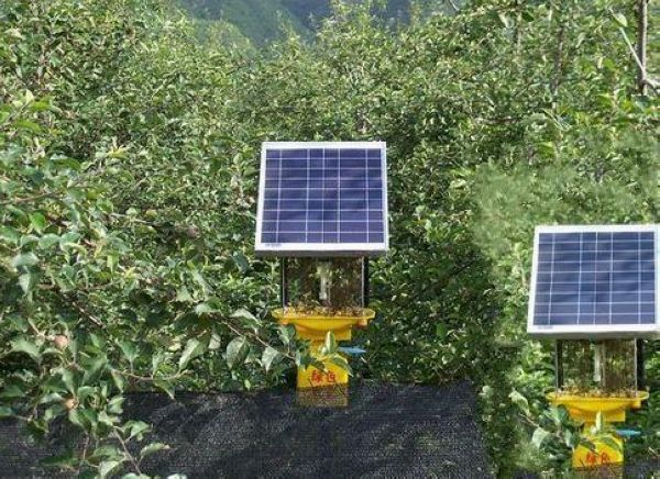 果園太陽能殺蟲燈，果樹比殺蟲燈還高