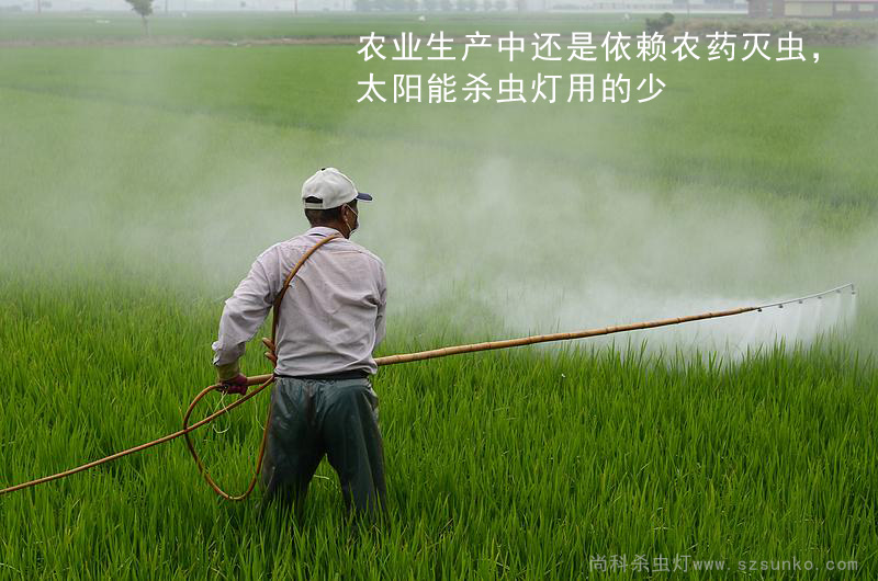 水稻使用農藥滅蟲，太陽能殺蟲燈用的少