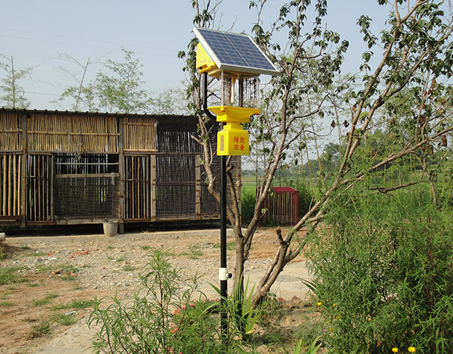 庭院太陽能殺蟲燈：高效、安全的驅蟲神器